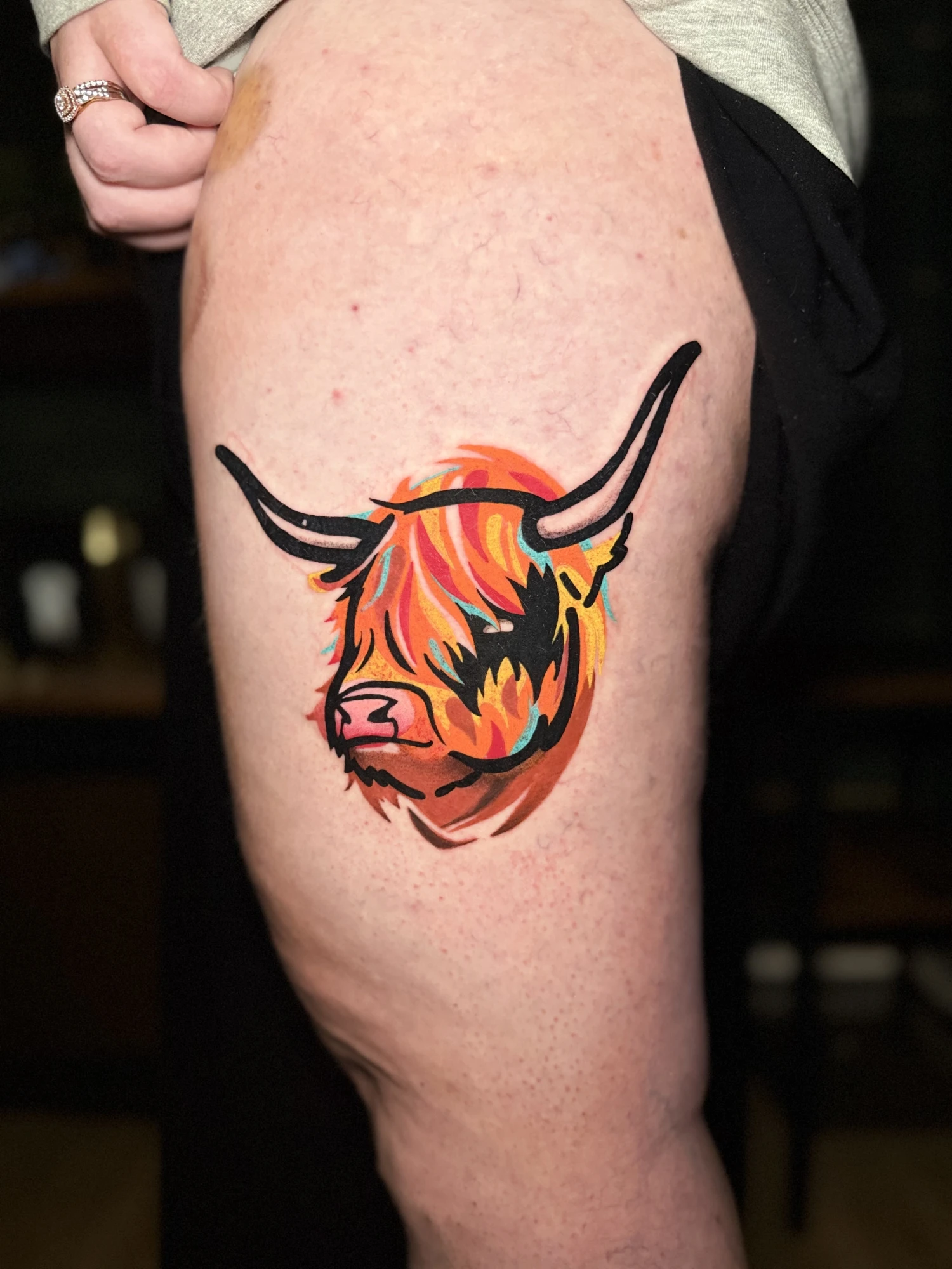 Highland Cow